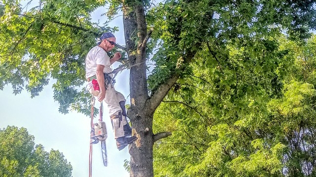 A Kevin's Tree Service arborist climbing and trimming a tall tree